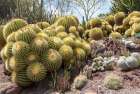 USA, Los Angeles, California. Dense display of variety of cacti Art Print